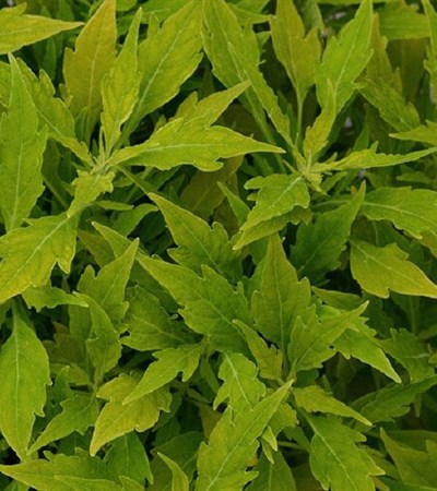 Coleus FlameThrower™ Salsa Verde